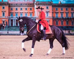 stallion Silberschmied (Hanoverian, 2004, from Sunlight xx)