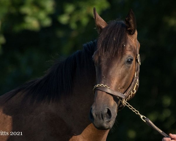 Pferd Hengst von Malibu Moon xx (Englisches Vollblut, 2020, von Malibu Moon xx)