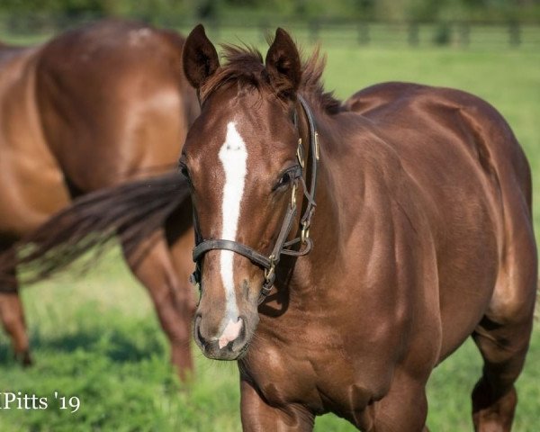 Pferd Doll Baby xx (Englisches Vollblut, 2019, von Tapit xx)