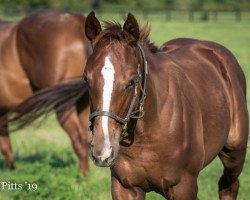 Pferd Doll Baby xx (Englisches Vollblut, 2019, von Tapit xx)