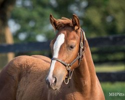 horse Hengst von Catholic Boy xx (Thoroughbred, 2021, from Catholic Boy xx)