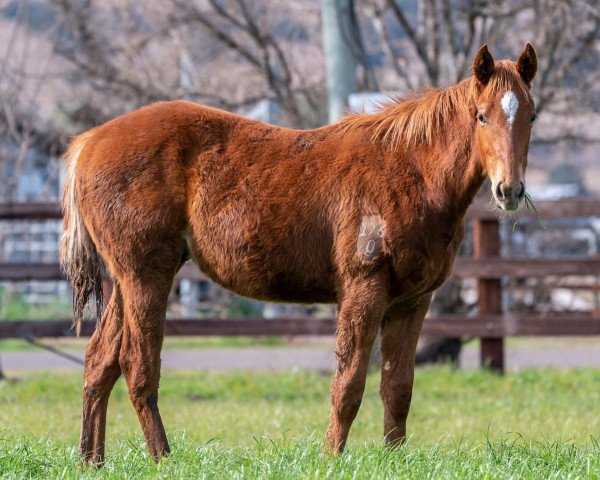 horse Stute von The Autumn Sun xx (Thoroughbred, 2021, from The Autumn Sun xx)