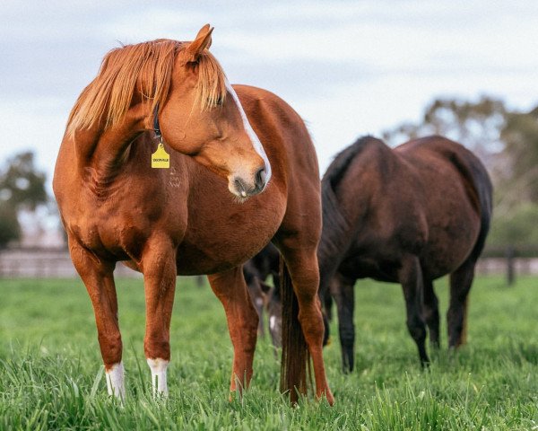 broodmare Bechuille xx (Thoroughbred, 2013, from Snitzel xx)