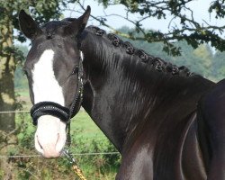 dressage horse Tamina (Hanoverian, 2016, from Talismann 93)