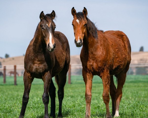 Pferd Hengst von Snitzel xx (Englisches Vollblut, 2021, von Snitzel xx)