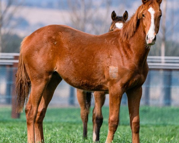 Pferd Hengst von Showtime xx (Englisches Vollblut, 2021, von Showtime xx)