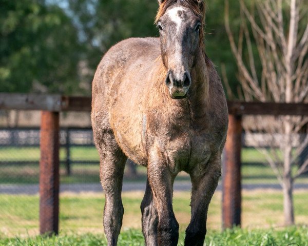 horse Hengst von The Autumn Sun xx (Thoroughbred, 2021, from The Autumn Sun xx)