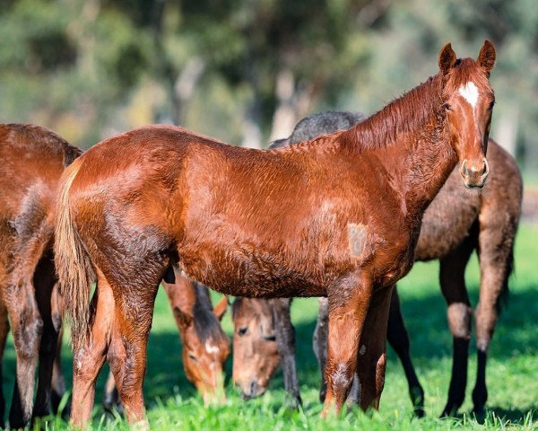 horse Hengst von The Autumn Sun xx (Thoroughbred, 2021, from The Autumn Sun xx)