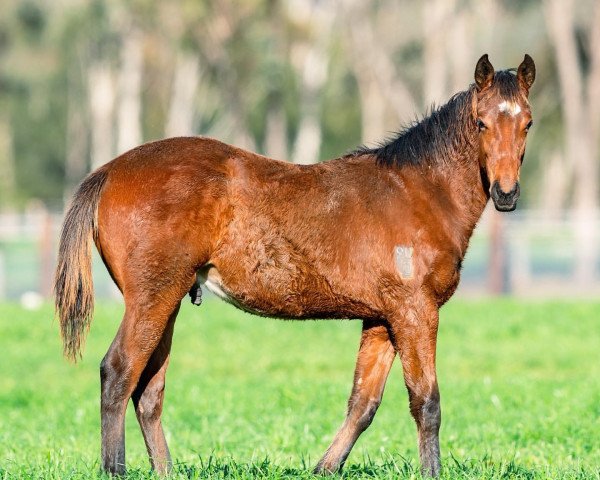 Pferd Hengst von Dundeel xx (Englisches Vollblut, 2021, von Dundeel xx)