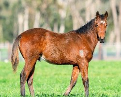 horse Hengst von Dundeel xx (Thoroughbred, 2021, from Dundeel xx)