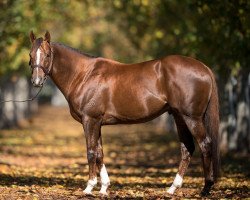 stallion Showtime xx (Thoroughbred, 2014, from Snitzel xx)