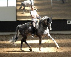 broodmare Scandelia Ferrari (Westphalian, 2006, from Show Star)