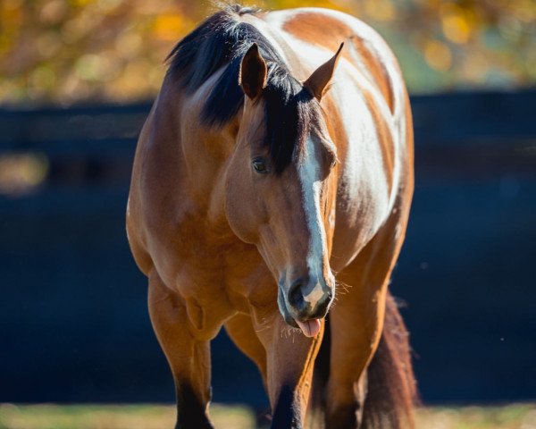 stallion Pariah xx (Thoroughbred, 2014, from Redoute's Choice xx)