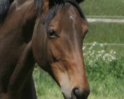 broodmare Fanjari L (Westphalian, 2018, from Franziskus FRH)