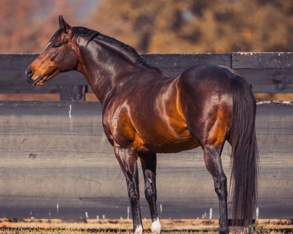 stallion Dundeel xx (Thoroughbred, 2009, from High Chaparral xx)