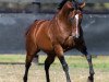 stallion Snitzel xx (Thoroughbred, 2002, from Redoute's Choice xx)