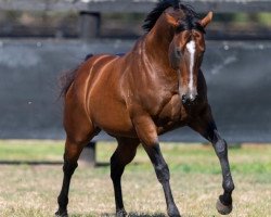 stallion Snitzel xx (Thoroughbred, 2002, from Redoute's Choice xx)