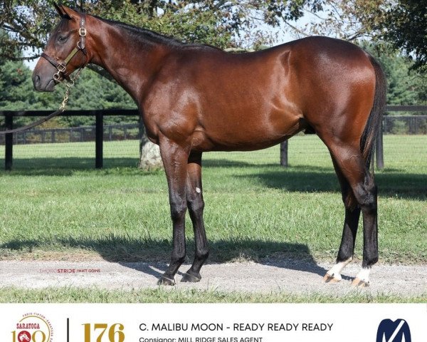 horse Hengst von Malibu Moon xx (Thoroughbred, 2020, from Malibu Moon xx)