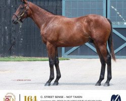 horse Hengst von Street Sense xx (Thoroughbred, 2020, from Street Sense xx)