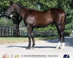 horse Stute von Oscar Performance xx (Thoroughbred, 2020, from Oscar Performance xx)