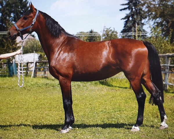 broodmare Calasca (Holsteiner, 2011, from Calido I)