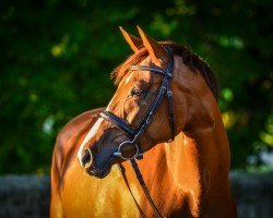 jumper Latoya F (German Sport Horse, 2019, from Balou du Rouet)