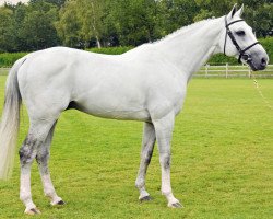stallion Untouchable (KWPN (Royal Dutch Sporthorse), 2001, from Hors La Loi II)