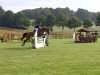 jumper Chica 196 (Oldenburg show jumper, 2014, from Cafe's Champus)