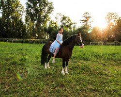 dressage horse Suarez 4 (Welsh-Cob (Sek. C), 2014, from Gweunydd Sion William)