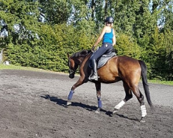 dressage horse Spitano (Hanoverian, 2013, from Spörcken)