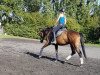 dressage horse Spitano (Hanoverian, 2013, from Spörcken)