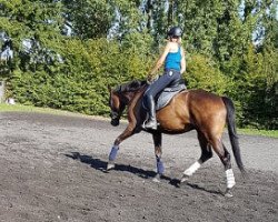 dressage horse Spitano (Hanoverian, 2013, from Spörcken)