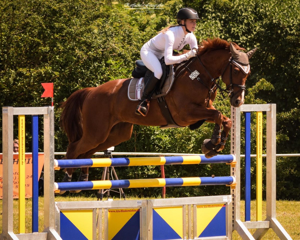 jumper Verdi (Hanoverian, 2009, from Valentino)