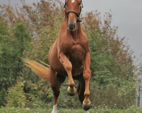 dressage horse Tascano (Oldenburg, 2022, from Total Diamond PS)