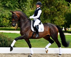 dressage horse Bon Gregoria PS OLD (Oldenburg, 2015, from Bon Bravour)