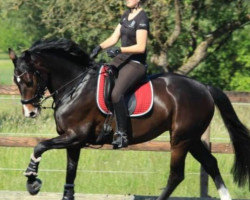 dressage horse Zara Dima (Oldenburg, 2015, from Dimaggio)