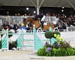 jumper Orchidee van den Bisschop (Belgian Warmblood, 2014, from El Torreo de Muze)