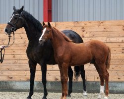 horse White Star LW (Rheinländer, 2018, from Boegegaardens Santiago)