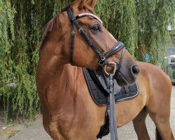 dressage horse Bernstein 118 (Westphalian, 2013, from Brisbane)