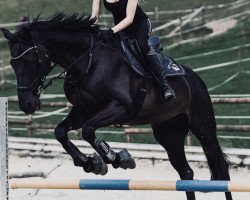 dressage horse Björn 15 (KWPN (Royal Dutch Sporthorse), 2006, from Trento B)