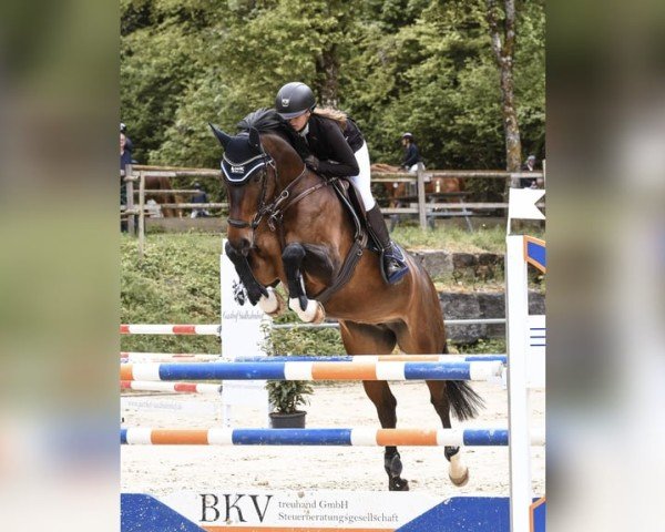 jumper Cool Sunny (Hanoverian, 2015, from Cansendo)