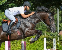 jumper Gijsbrand (KWPN (Royal Dutch Sporthorse), 2011, from Arthos R)