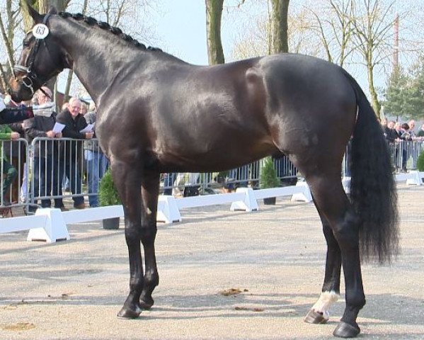 dressage horse GD Fürstentanz (Oldenburg, 2012, from Fürstenball)