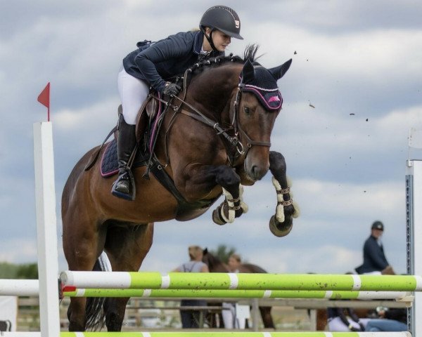 jumper Starfire 6 (German Sport Horse, 2015, from Stargold)