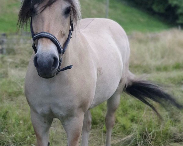 Pferd Cjora (Fjordpferd, 2004, von Onyx)