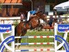 jumper Chacco 34 (Oldenburg show jumper, 2009, from Chacco-Blue)