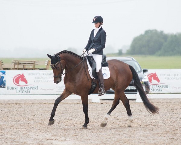 dressage horse Don Carla (KWPN (Royal Dutch Sporthorse), 2017, from Hammarskjold-st)