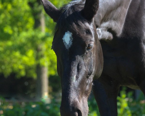 broodmare Tamara Cloc (Traber, 2010, from The Liquidator (US))