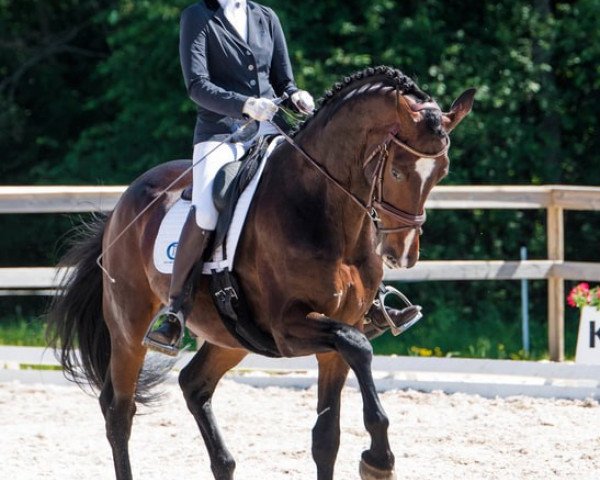 stallion Hammarskjold-st (KWPN (Royal Dutch Sporthorse), 2012, from Bordeaux 28)