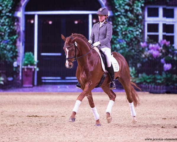 stallion Floris Prince (Hanoverian, 2011, from Fuechtels Floriscount OLD)